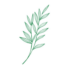 Vector hand drawn floral style on white background