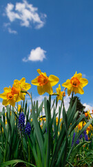 Blooming yellow daffodils in the garden. - 768551557