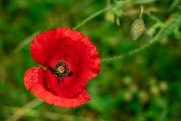 Large red poppies on a background of green leaves. - 768551947