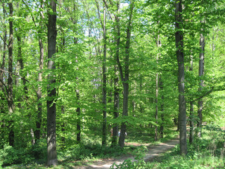 Fototapeta premium Fresh green tree in the springtime on a sunny day. Scenic natural beauty.