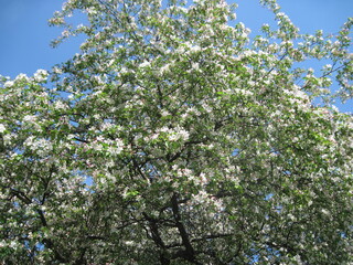 Fototapeta na wymiar Fresh green tree in the springtime on a sunny day. Scenic natural beauty.