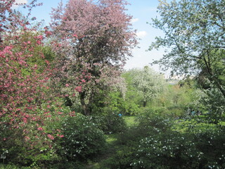 Obraz premium Fresh green tree in the springtime on a sunny day. Scenic natural beauty.