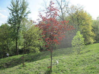 Fresh green tree in the springtime on a sunny day. Scenic natural beauty.