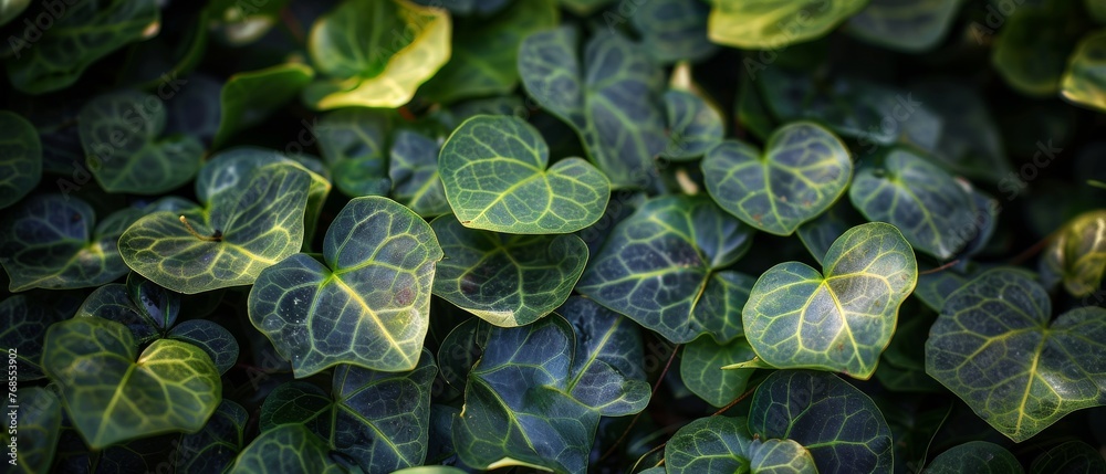 Poster using dark green leaves for a background in an environment or greenery wallpaper. natural green leav