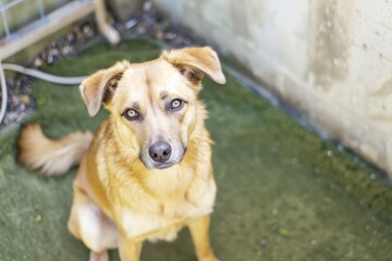 dog sitting on artificial turf looking at camera