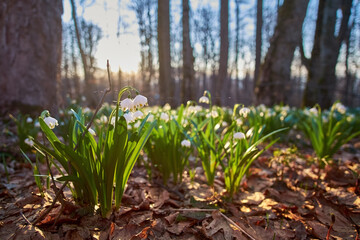 Beautiful first flowers of Leucojum vernum at dawn in the spring forest