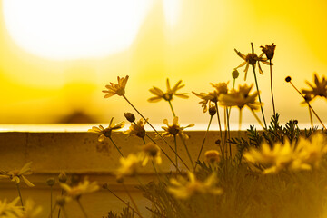 Detail of yellow petaled daisies during sunset on a summer day. Shallow depth of field