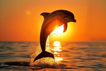 a dolphin jumping in front of a setting sun © studioworkstock