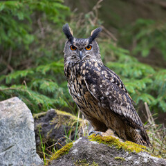 Eurasian Eagle-owl, Bubo Bubo in Bohemian-Moravian Highlands. Staring at you.