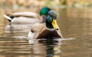 Mallard duck (Anas plathyrynchos) in natural habitat