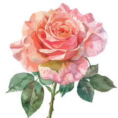 Watercolor Perfume Rose Clipart 