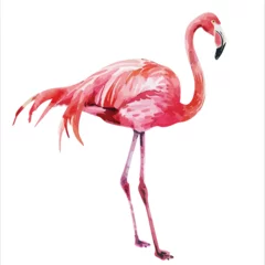 Fotobehang Watercolor Pink Flamingo Clipart clipart isolated on © Ideas