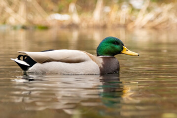 Mallard duck (Anas plathyrynchos) in natural habitat