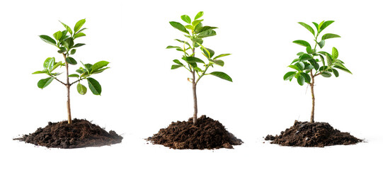 Three stages of plant growth from dirt mound, suitable for gardening, agriculture, education, and naturerelated designs and projects.