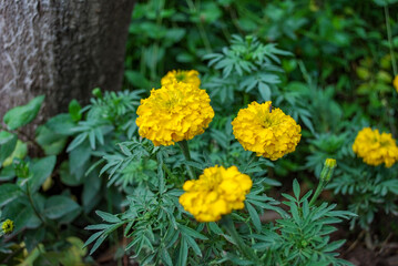 Tegetes erecta in Murree Pakistan.