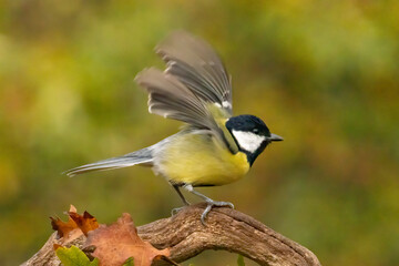 Great tit drink water and sitting on branch