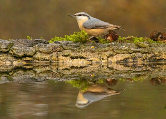 Eurasian Nuthatch (Sitta europaea) in forest