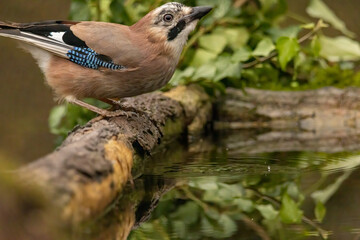 Forest bird Jay (Garrulus glandarius)