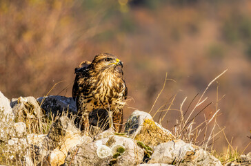 Common Buzzard in autumn mountain