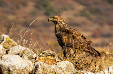 Common Buzzard in autumn mountain