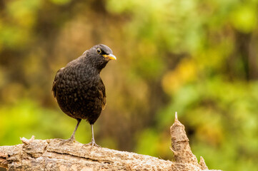 Common Blackbird in a natural habitat