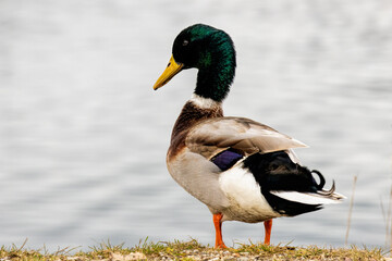 Mallard duck (Anas plathyrynchos) in natural habitat