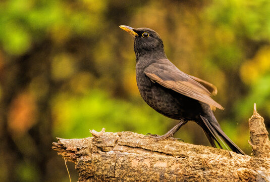 Common Blackbird in a natural habitat