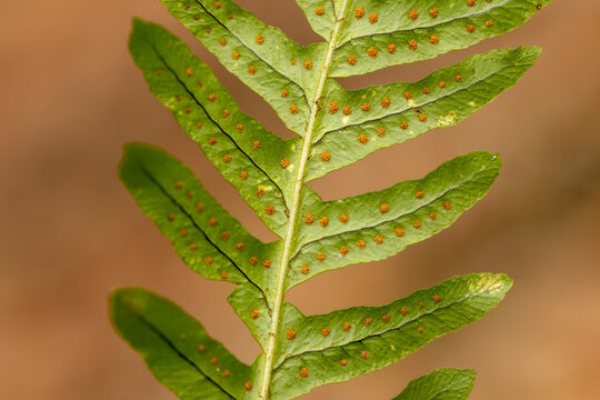 Common polypody fern (Polypodium vulgare)