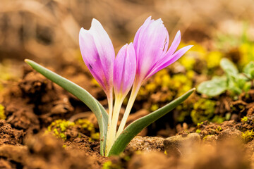 Crocus is a genus of seasonal flowering plants