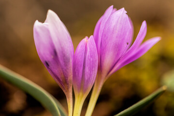 Crocus is a genus of seasonal flowering plants