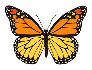 Monarch Butterfly Illustration
