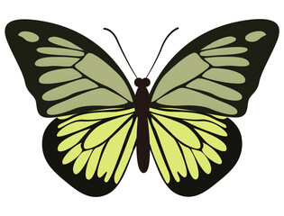 Monarch Butterfly Illustration