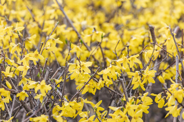 Yellow forsythia signals the beginning of spring. Forsythia koreana