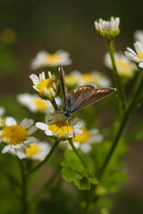 Aricia agestis, the brown argus butterfly in the family Lycaenidae sitting on camomile, chamomile flower. Soft focused macro shot