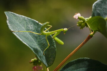 Little green young European mantis or mantis religiosa sitting on snowberry bush branch. Insects and flora. Soft focused macro shot
