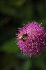 Bee pollinating carduus purple thistle flower in spring. Insect on flowering plant. Soft focused vertical macro shot