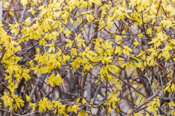 Yellow forsythia signals the beginning of spring. Forsythia koreana