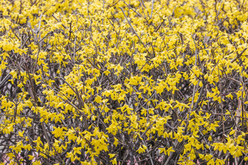 Yellow forsythia signals the beginning of spring. Forsythia koreana