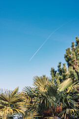 Trainée de condensation d'un avion dans le ciel avec quelques arbres et palmiers au premier plan, Evian-les-Bains, Haute-Savoie