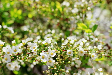 暖かい春の日差しを受けて咲き始めたコメザクラ