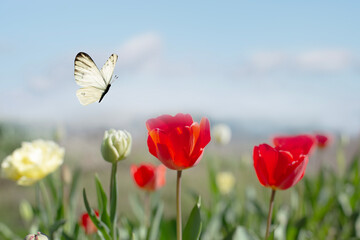 white butterfly flies free among the flowers on a sunny spring day