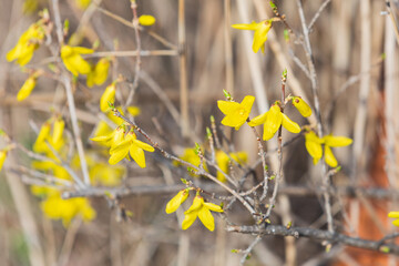 Yellow forsythia signals the beginning of spring. Forsythia koreana
