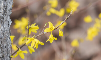 Yellow forsythia signals the beginning of spring. Forsythia koreana
