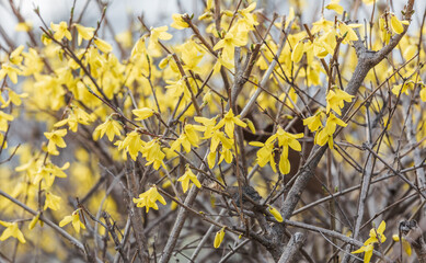 Yellow forsythia signals the beginning of spring. Forsythia koreana