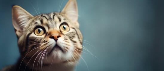 A close-up of a tabby cat displaying a surprised look on its face, with wide eyes and an expression of astonishment. The cat appears innocent yet puzzled, as if reacting to something unexpected. - obrazy, fototapety, plakaty