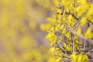 Yellow forsythia signals the beginning of spring. Forsythia koreana