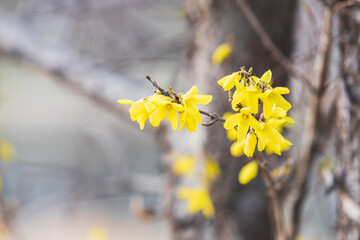 Yellow forsythia signals the beginning of spring. Forsythia koreana