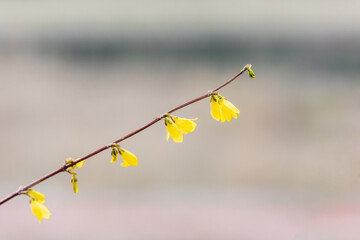 Yellow forsythia signals the beginning of spring. Forsythia koreana