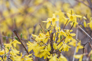 Yellow forsythia signals the beginning of spring. Forsythia koreana