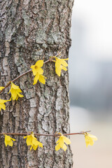 Yellow forsythia signals the beginning of spring. Forsythia koreana